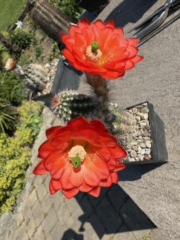 Echinocereus huitcholensis